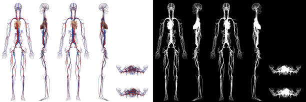 Human Anatomy Female Model Cardiovascular Systems Computer generated 3D model camera positioned from all 6 directions white background with alpha channel for transparency medical diagram photos stock pictures, royalty-free photos & images