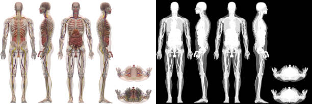 Human Anatomy Male Model All Systems Computer generated 3D model camera positioned from all 6 directions white background with alpha channel for transparency medical diagram photos stock pictures, royalty-free photos & images