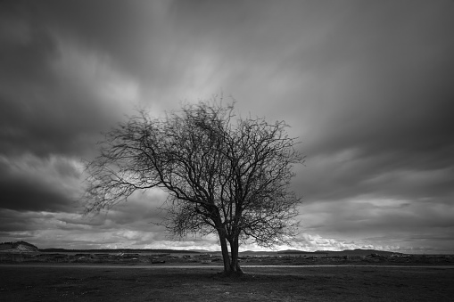 Black and white image of a lone tree.