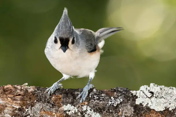 Tufted Titmouse Perched on a Slender Tree Branch