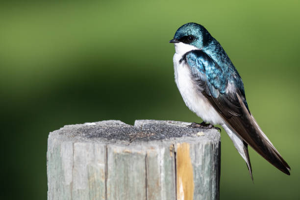 istock Tree Swallow Perched on an Old Weathered Wooden Fence Post 1214564793