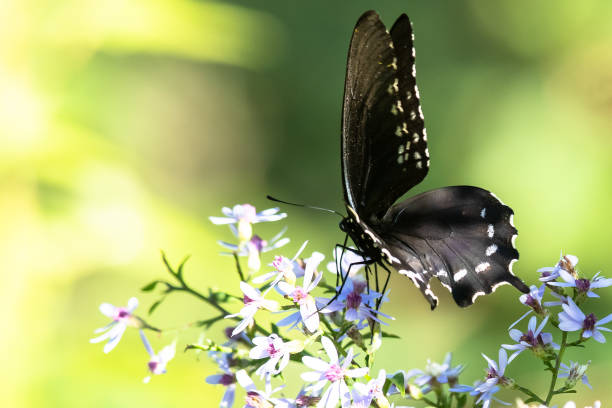 istock Spicebush Swallowtail Butterfly Sipping Nectar from the Accommodating Flower 1214564814