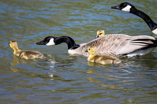 Newborn Goslings Learning to Swim Under the Watchful Eye of Mother