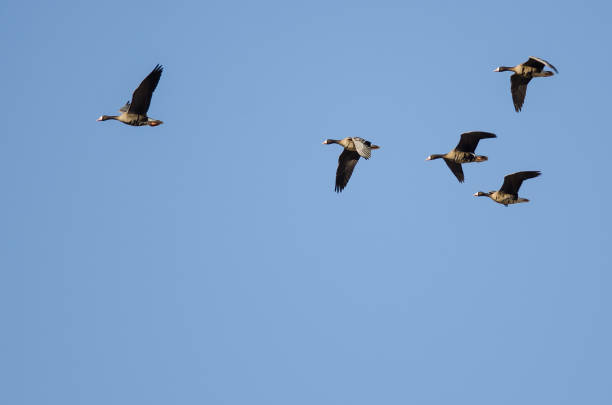 istock Flock of Greater White-Fronted Geese Flying in a Blue Sky 1214564958