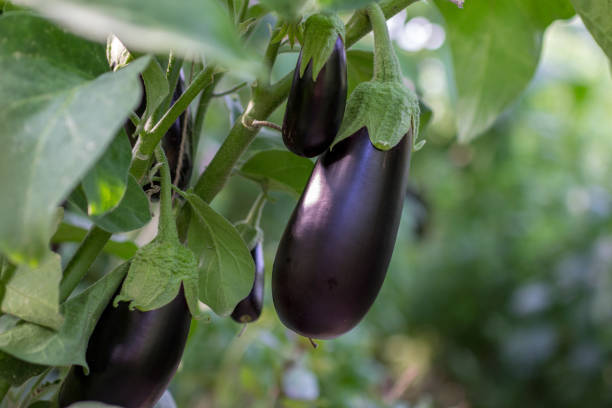 Growing eggplants in a greenhouse Agriculture, farming and gardening concept eggplant stock pictures, royalty-free photos & images