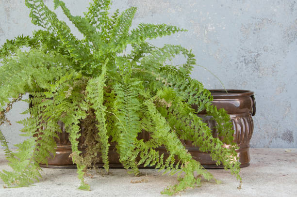 istock Antique copper flower pot 1214565582