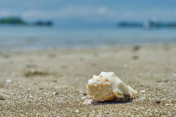 istock Wash up Conch Shell on Playa Pajaro in Costa Rica 1214566654