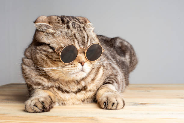 istock Harsh cat (Scottish Fold) in round dark glasses rests on a wooden table. 1214568253