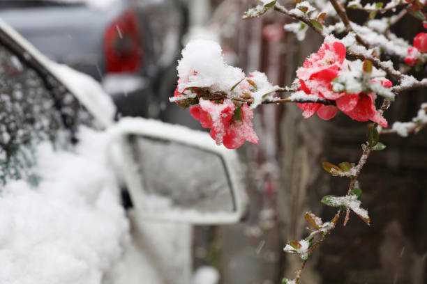 nevicata primaverile . alberi in fiore ricoperti di neve - cold spring foto e immagini stock