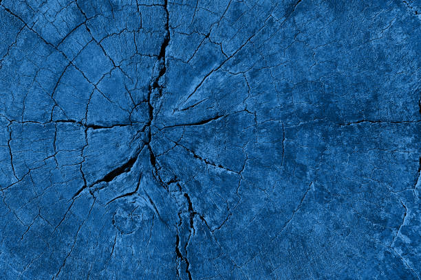 블루 클래식 그린 오래 된 나무 그루터기 반지 해군 나무 곡물 나무 질감 배경 2020 자연 패턴의 트렌디 한 색상 - driftwood pattern wood grain circle 뉴스 사진 이미지