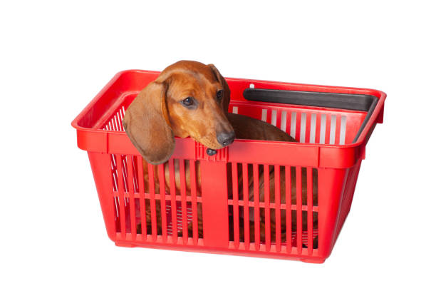 istock little dachshund puppy 1214570682
