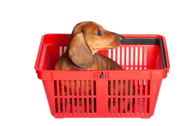 istock little dachshund puppy 1214570684