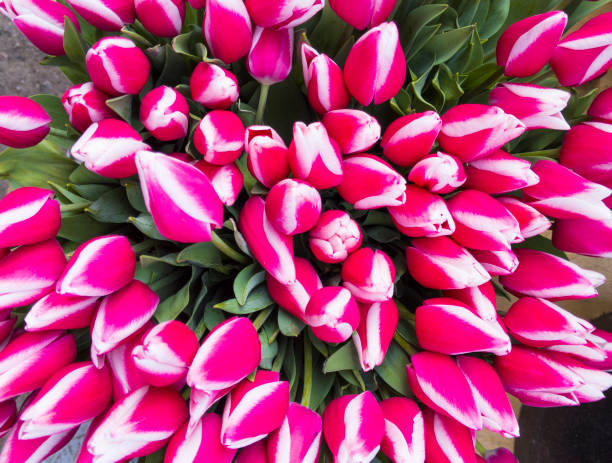 istock Dutch tulips in beautiful bouquet. 1214570826