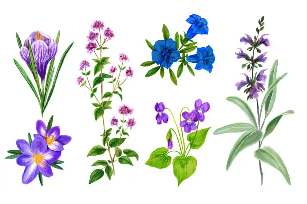 Vector illustration of Set of wild field flowers and herbs, watercolor