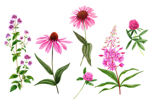 ilustraciones, imágenes clip art, dibujos animados e iconos de stock de conjunto de flores de campo silvestre y hierbas, acuarela - adelfilla