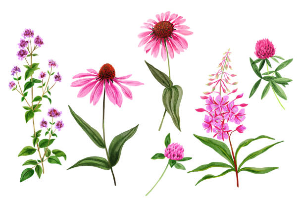 야생의 꽃과 허브, 수채화 세트 - echinacea stock illustrations