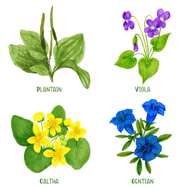 Wild field plants and flowers set, hand drawn watercolor illustration Wild field plants and flowers set, hand drawn watercolor illustration with plantain caltha gentian and viola. blue gentian stock illustrations