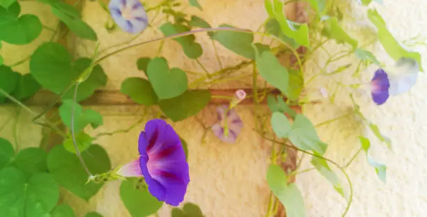 Purple-lilac blooming flower of Ipomoea in focus at home on balcony,curling on wooden frame.Blurry background with blue,pink flowers and buds, and dense green foliage.Concept of seasonal home seedling and gardening