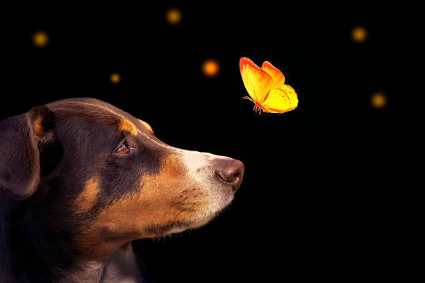 istock dog with butterfly over his nose 1214577798