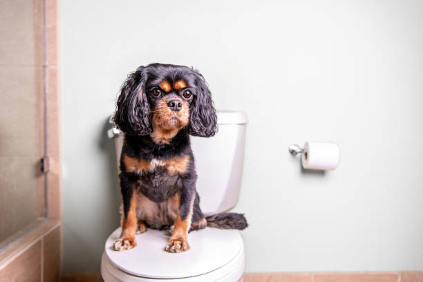 istock Dog on toilet. Landscapeorientation. 1214577951