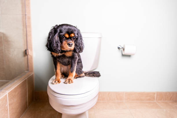 Dog on toilet. Looking down.