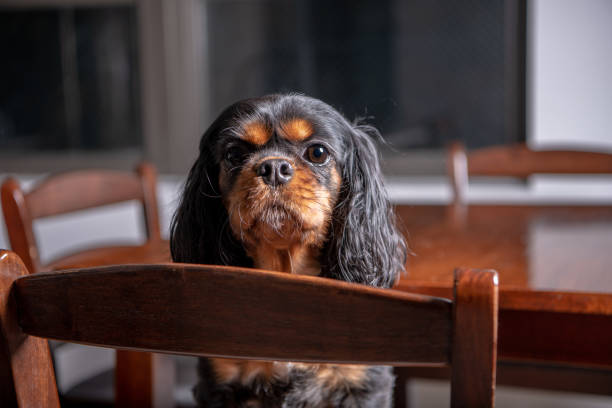 istock Cute dog in kitchen chair. Close up. 1214577967