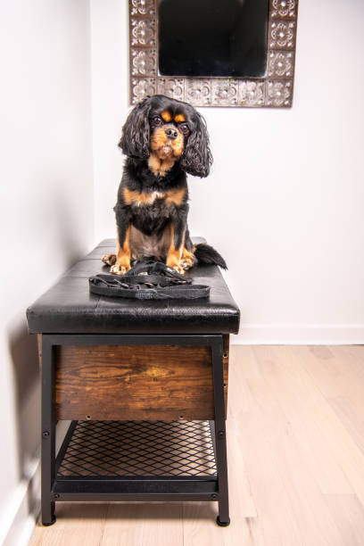 istock Dog waiting for walk on bench in front room. Full shot. 1214578191