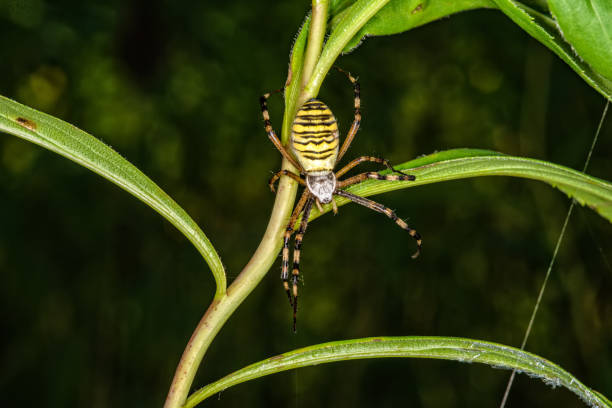istock Black and yellow stripe Argiope bruennichi wasp spider on leaf . 1214579867