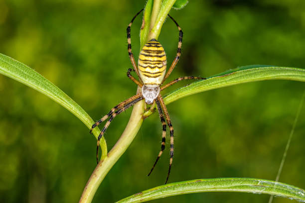 istock Black and yellow stripe Argiope bruennichi wasp spider on leaf . 1214579954