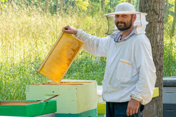 istock Beekeeper at Work. The beekeeper saves the bees. 1214581075