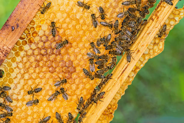 istock A bunch of bees on a honeycomb 1214581139