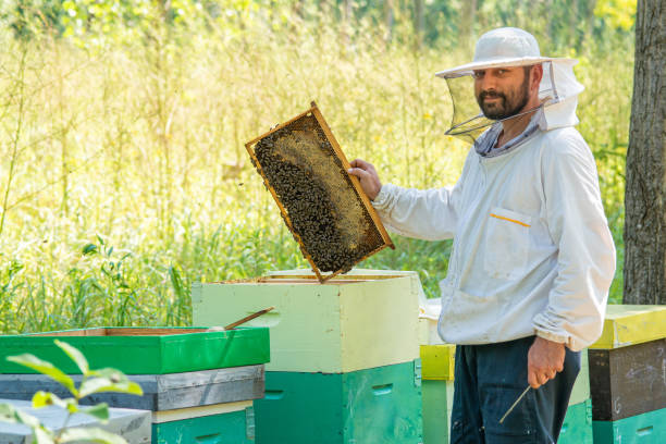 istock Beekeeper at Work. The beekeeper saves the bees. 1214581140