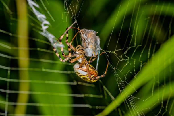 istock Wasp spider (Argiope bruennichi) on web with prey. Black and yellow stripe Argiope bruennichi wasp spider on web 1214581339