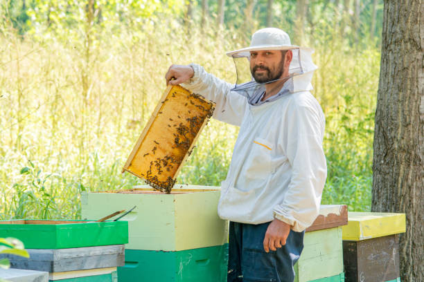 istock Beekeeper at Work. The beekeeper saves the bees. 1214581342