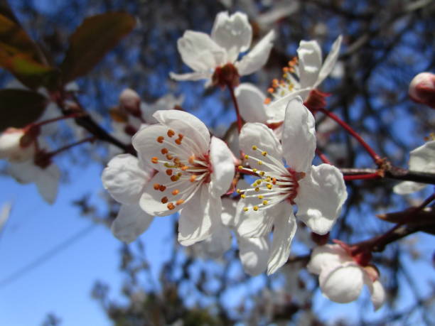 istock Bright Blooming White Cherry Blossoms Close Up in Canada 2020 1214583572