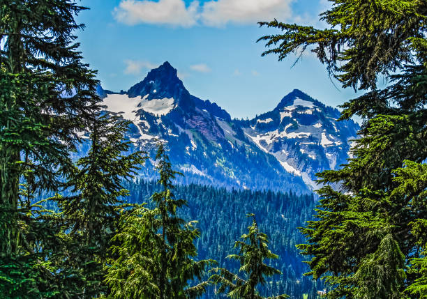 Beautiful view of Mt. Rainier, Washington, USA, through the trees in summer