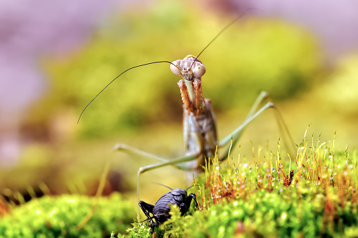 Mantis religiosa eating grasshopper. Macro photo, selective focus.