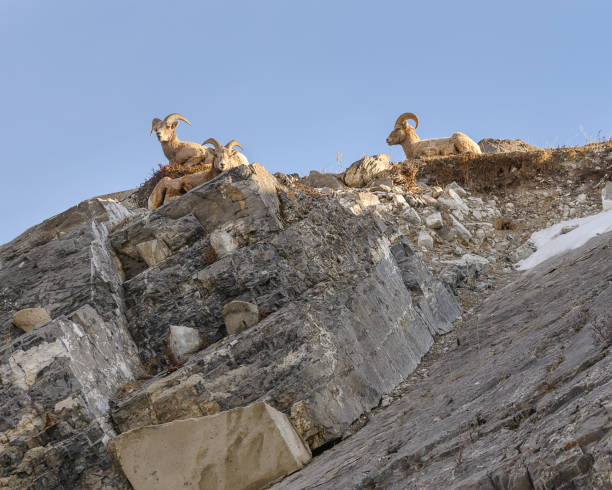 istock Bighorn Sheep (Ovis canadensis) on a ridge 1214588870