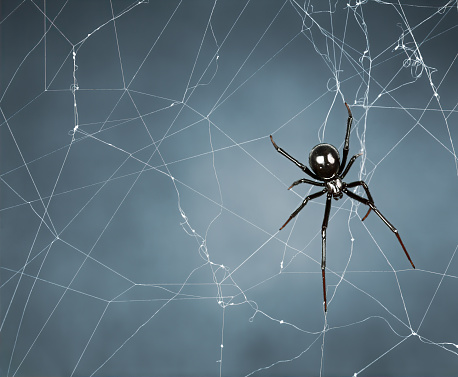 a femal banded garden spider (Argiope trifasciata) on her web