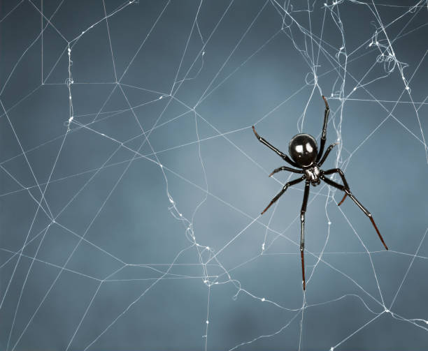 Spider, Cobweb black widow black widow spider photos stock pictures, royalty-free photos & images