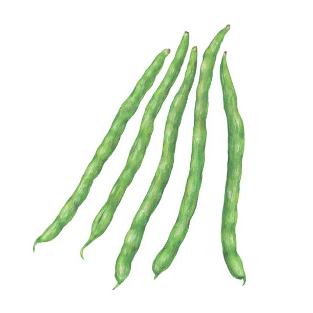 ilustraciones, imágenes clip art, dibujos animados e iconos de stock de frijoles verdes - green bean isolated food white background