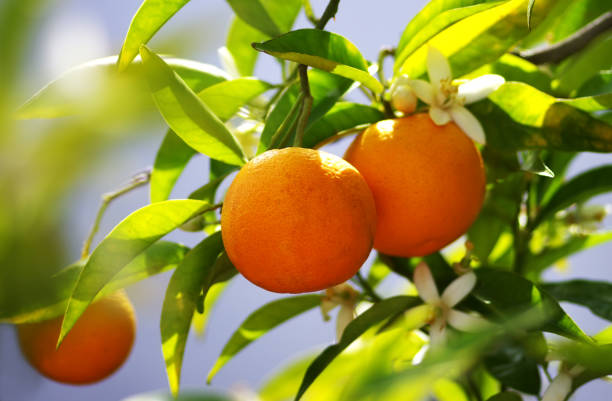 bündel orangen früchte auf zweigen - orange blossom orange tree flower stock-fotos und bilder