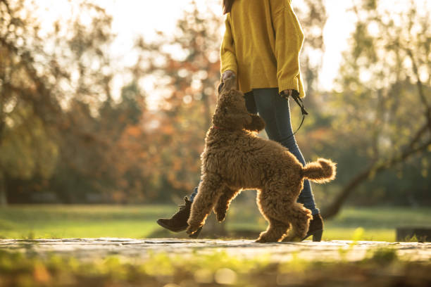 istock Energetic dog jumping next to its owner 1214592863