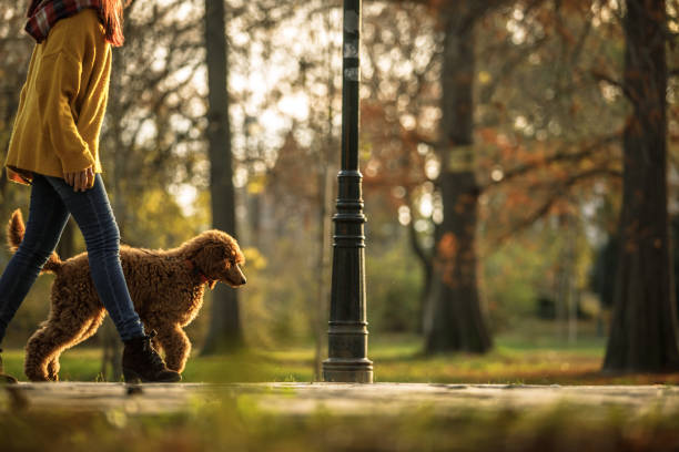 istock Walking time for red poodle and its owner 1214592867