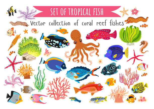 illustrations, cliparts, dessins animés et icônes de ensemble de coraux poissons et algues dans le style plat - crinoid