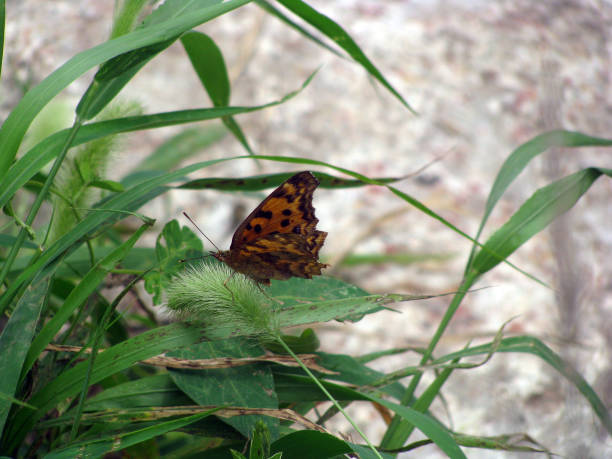 istock butterfly sits on green leaves 1214593084