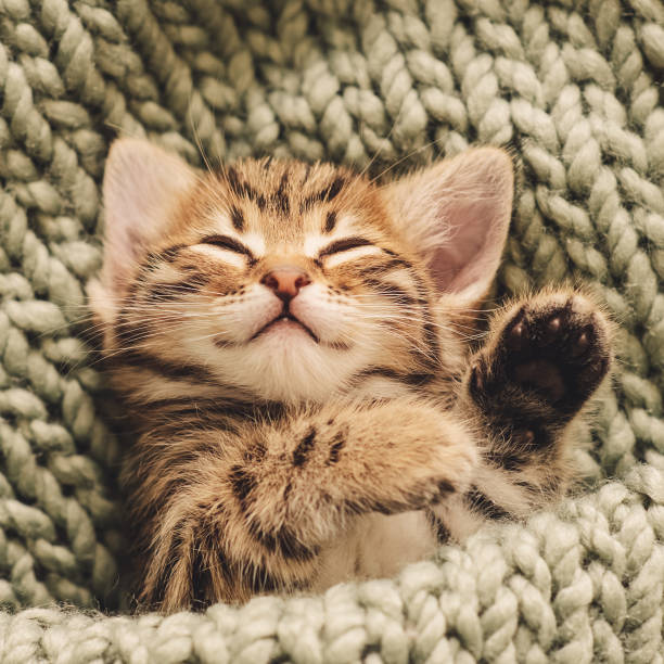 istock Kitten closed in towel warm sleepy small white 1214593903