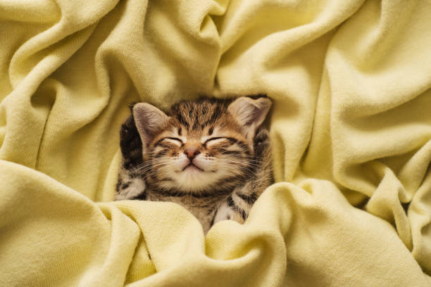 istock Kitten closed in towel warm sleepy small white 1214593905