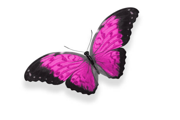 istock tropical pink butterfly. isolated on white 1214594148