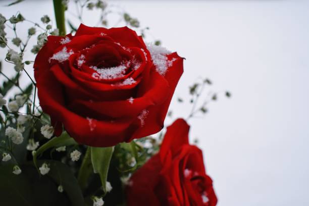 istock Red roses in snow 1214594239